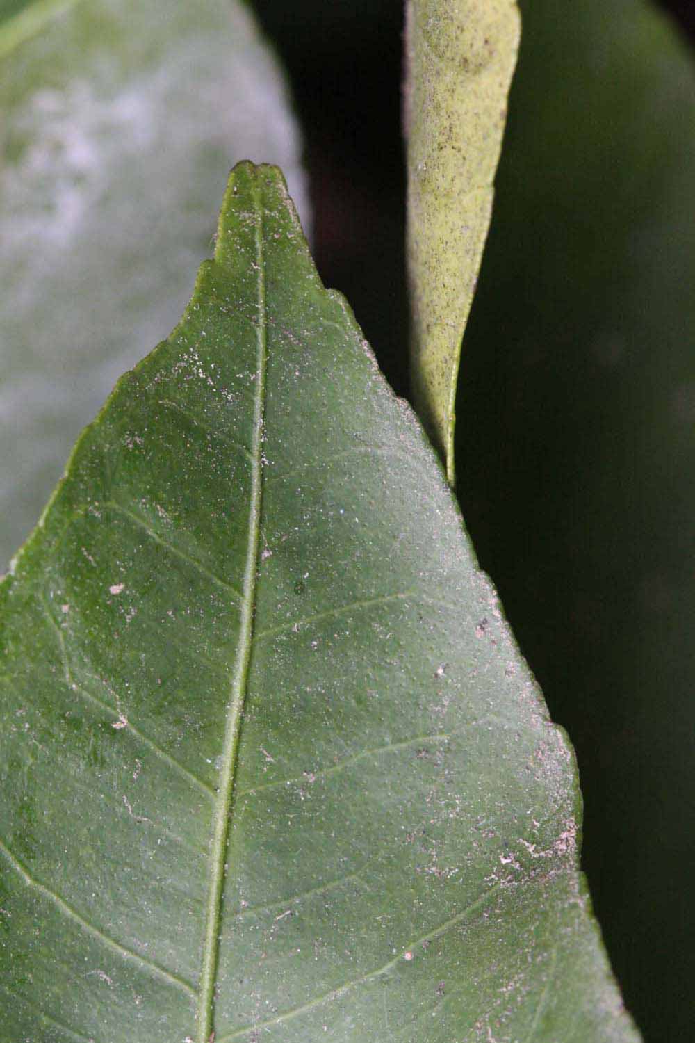              Margin (Riverside, CA)       